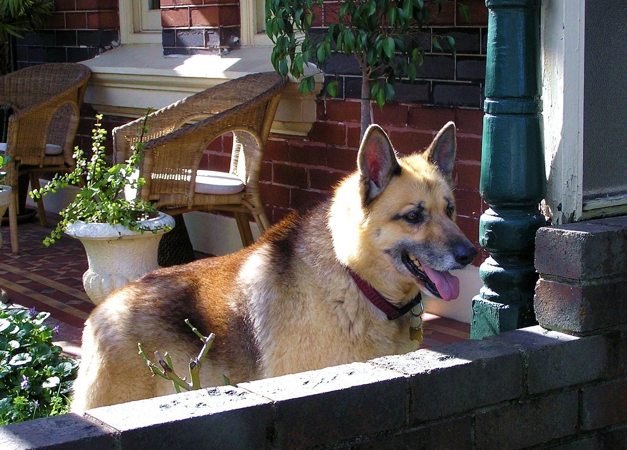 广东最新境外疫情动态分析与观察